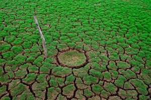 OMS, comisie paneuropeană pentru combaterea efectelor schimbărilor climatice asupra sănătăţii